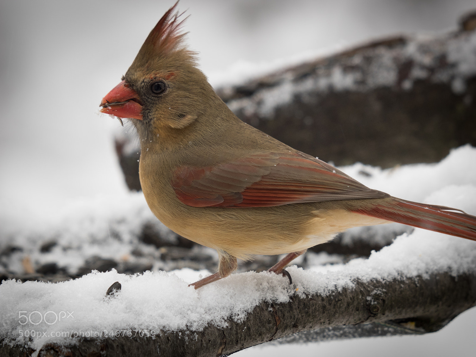 Olympus OM-D E-M1 sample photo. Bhp_birds_20170209_2396.jpg photography