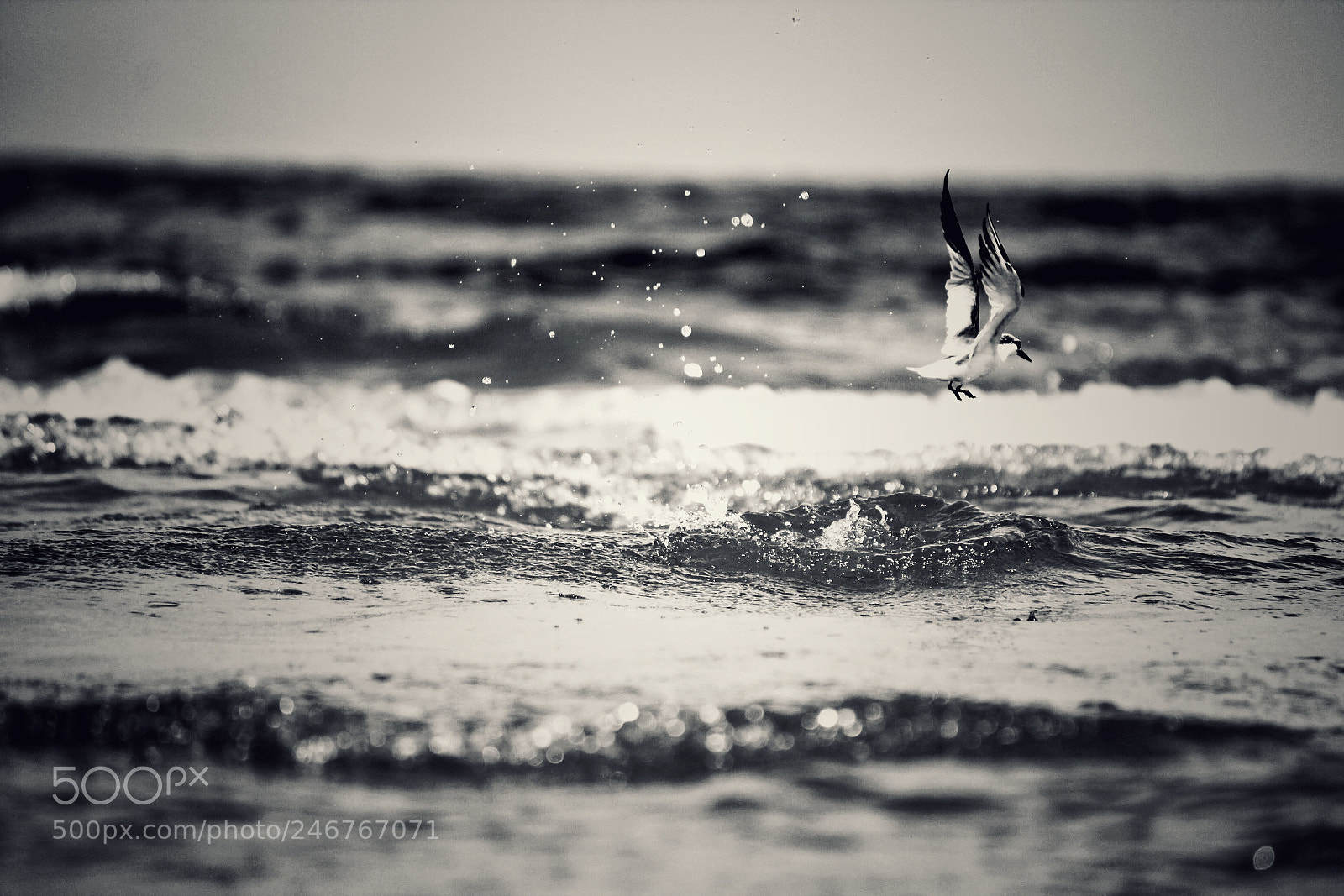 Canon EOS 550D (EOS Rebel T2i / EOS Kiss X4) sample photo. Doing what he does photography