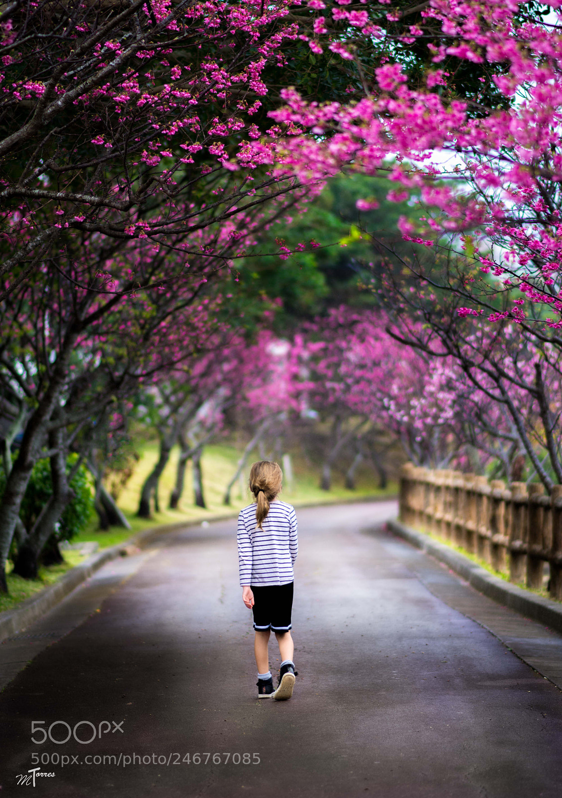 Nikon D7200 sample photo. Walking under pink blossoms photography