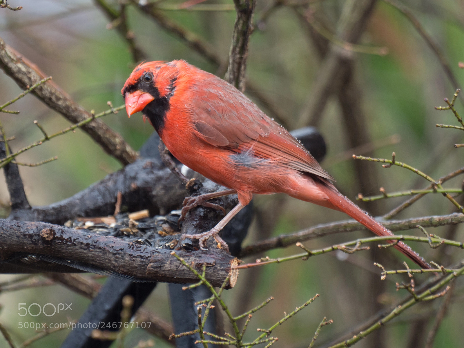 Olympus OM-D E-M1 Mark II sample photo. Bhp_birds_20170301_0097.jpg photography