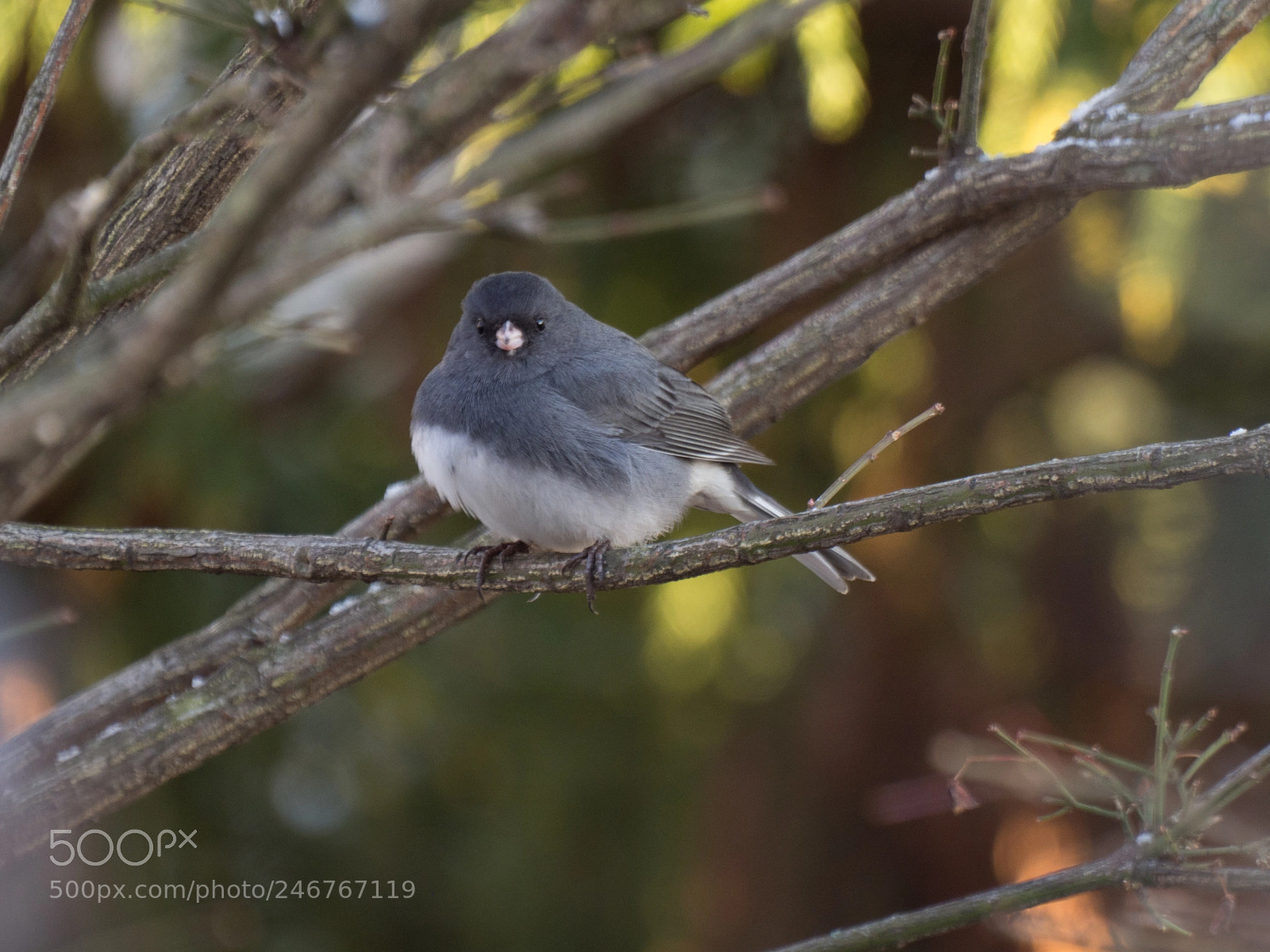 Olympus OM-D E-M1 Mark II sample photo. Bhp_birds_20170303_0161.jpg photography
