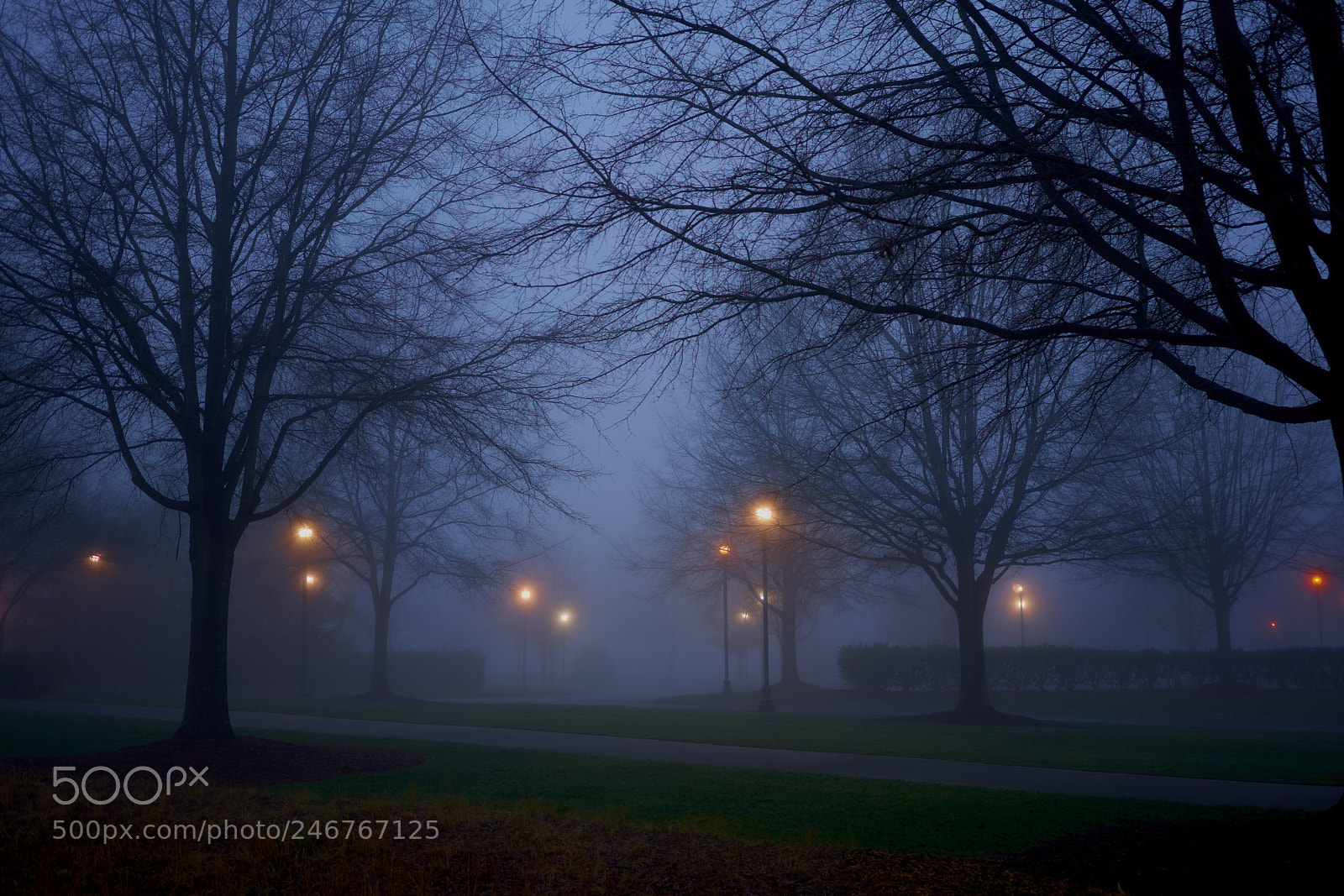 Sony a7R III sample photo. Foggy day photography