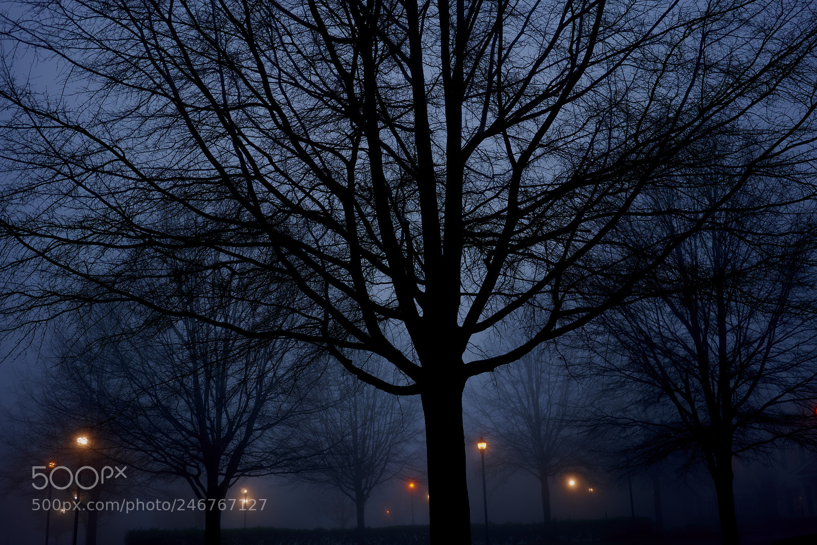 Sony a7R III sample photo. Foggy day photography
