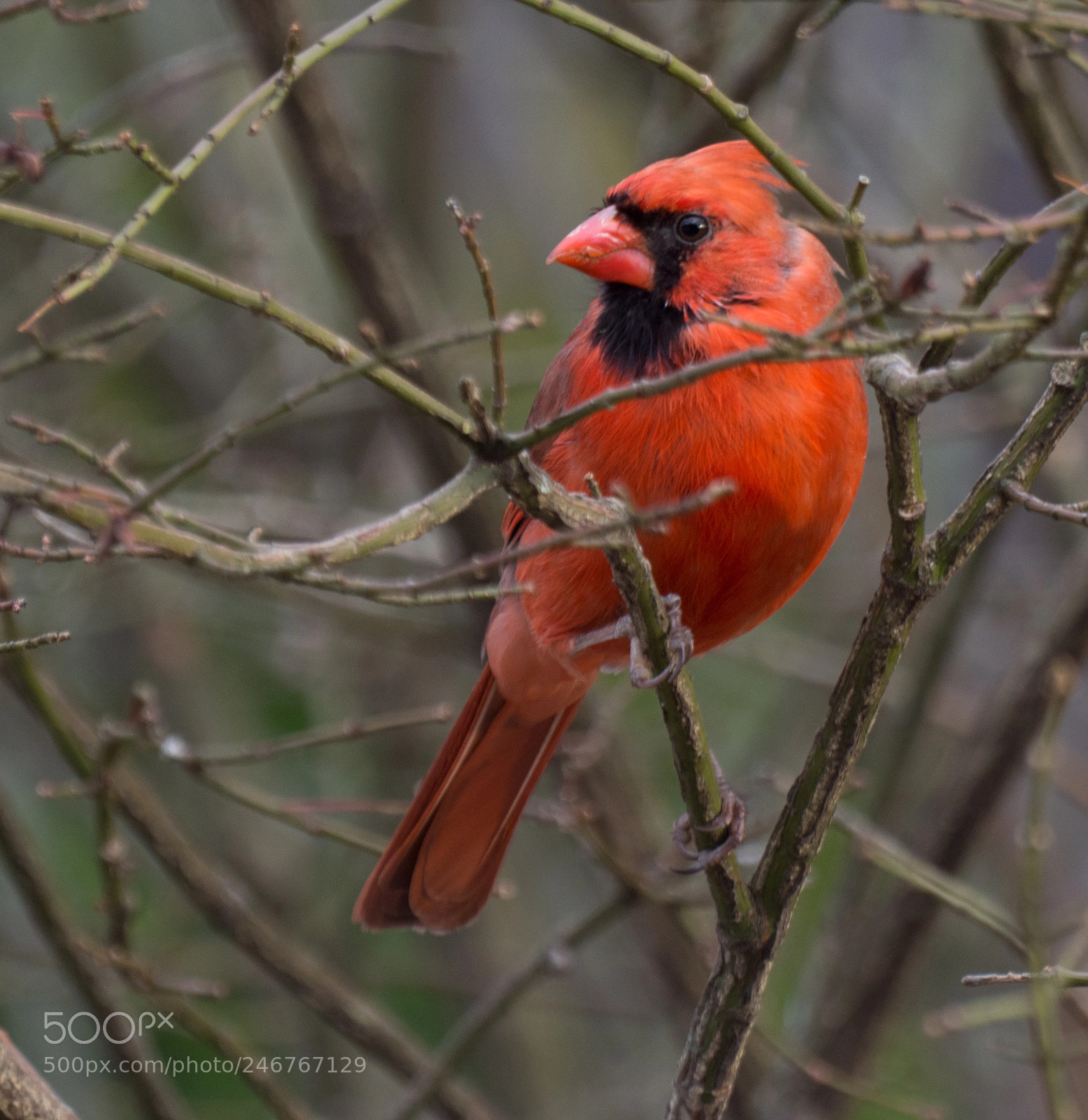 Olympus OM-D E-M1 Mark II sample photo. Bhp_birds_20170306_0105.jpg photography