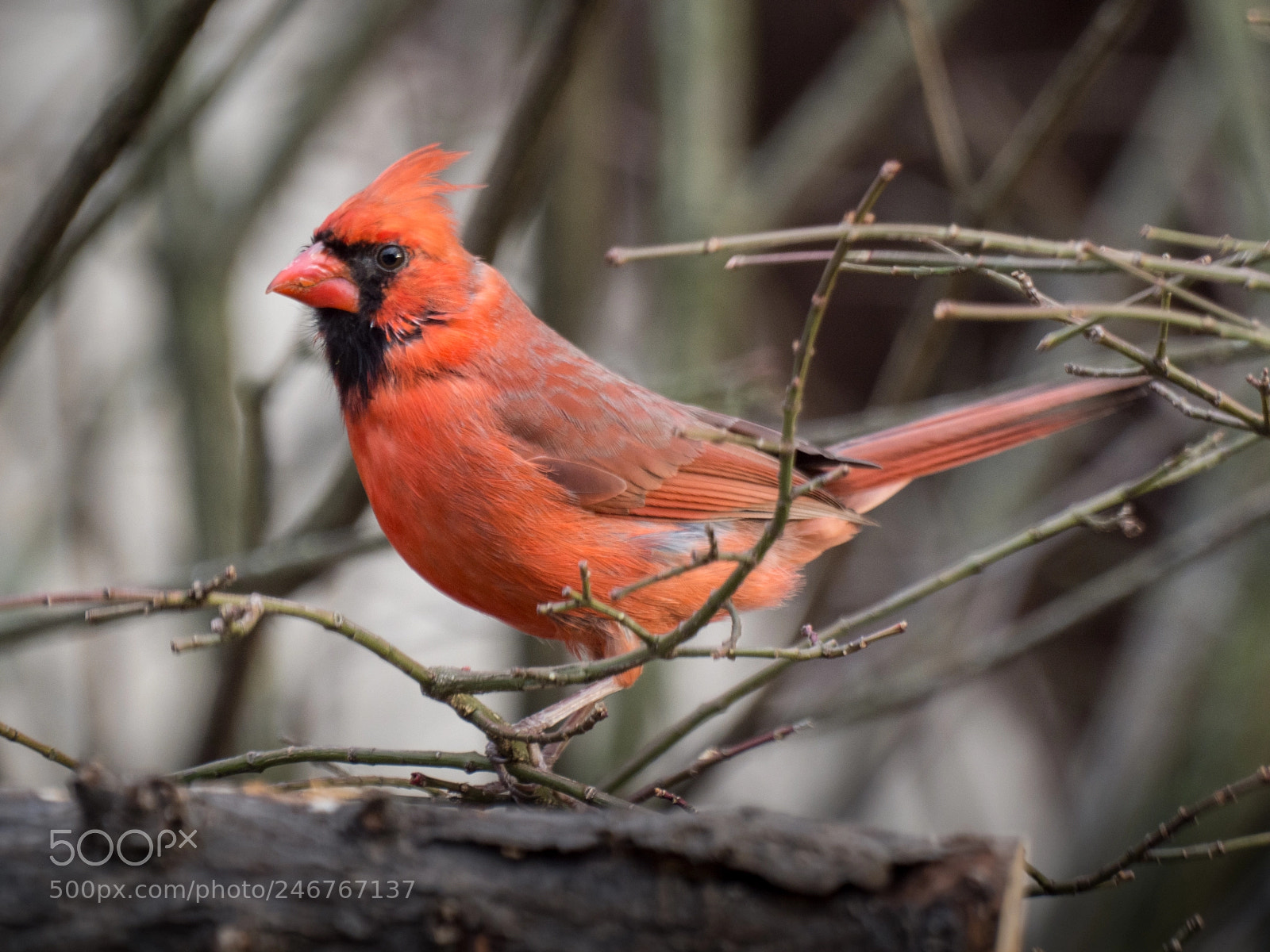 Olympus OM-D E-M1 Mark II sample photo. Bhp_birds_20170306_0124.jpg photography