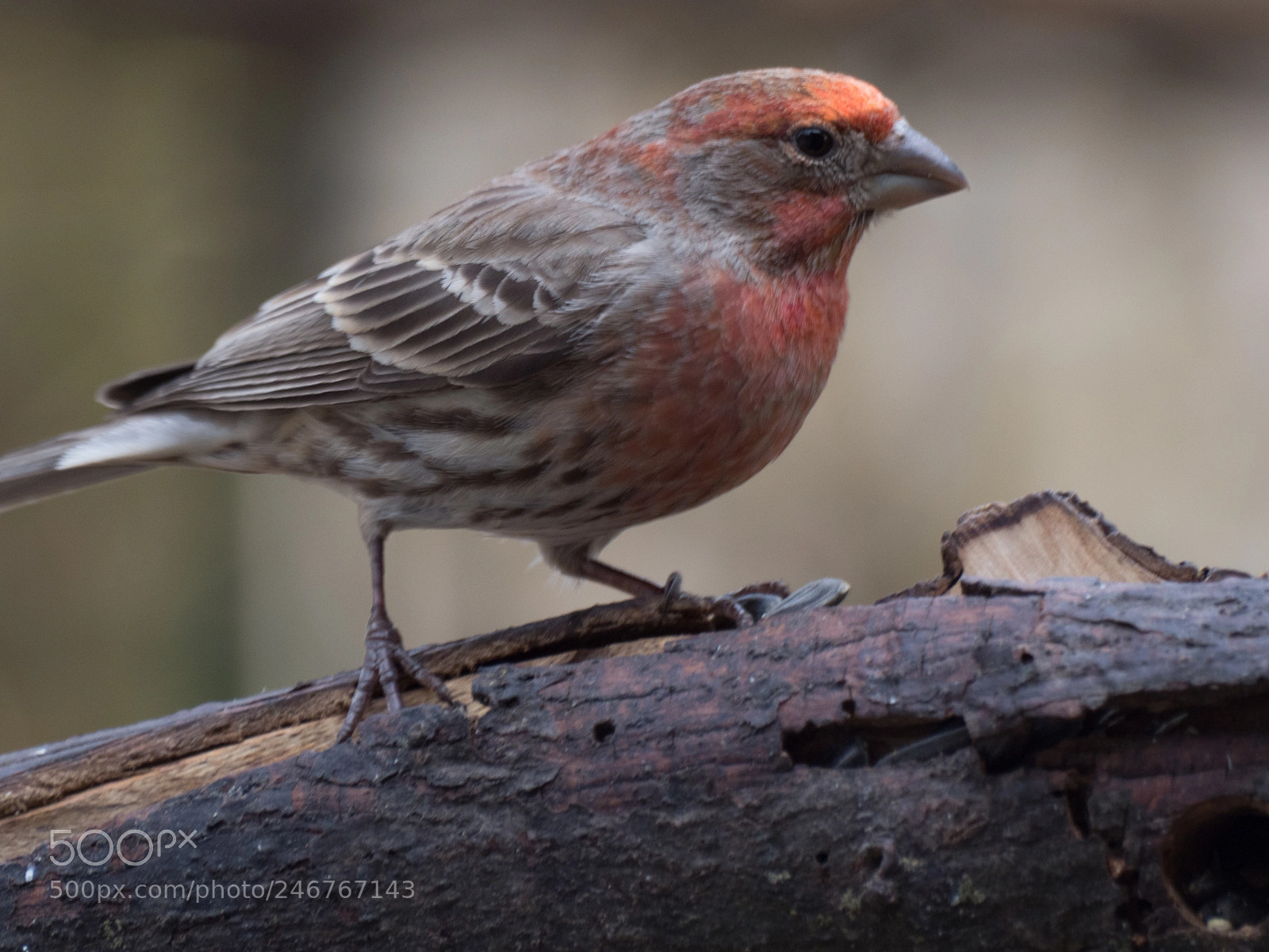 Olympus OM-D E-M1 Mark II sample photo. Bhp_birds_20170306_0275.jpg photography