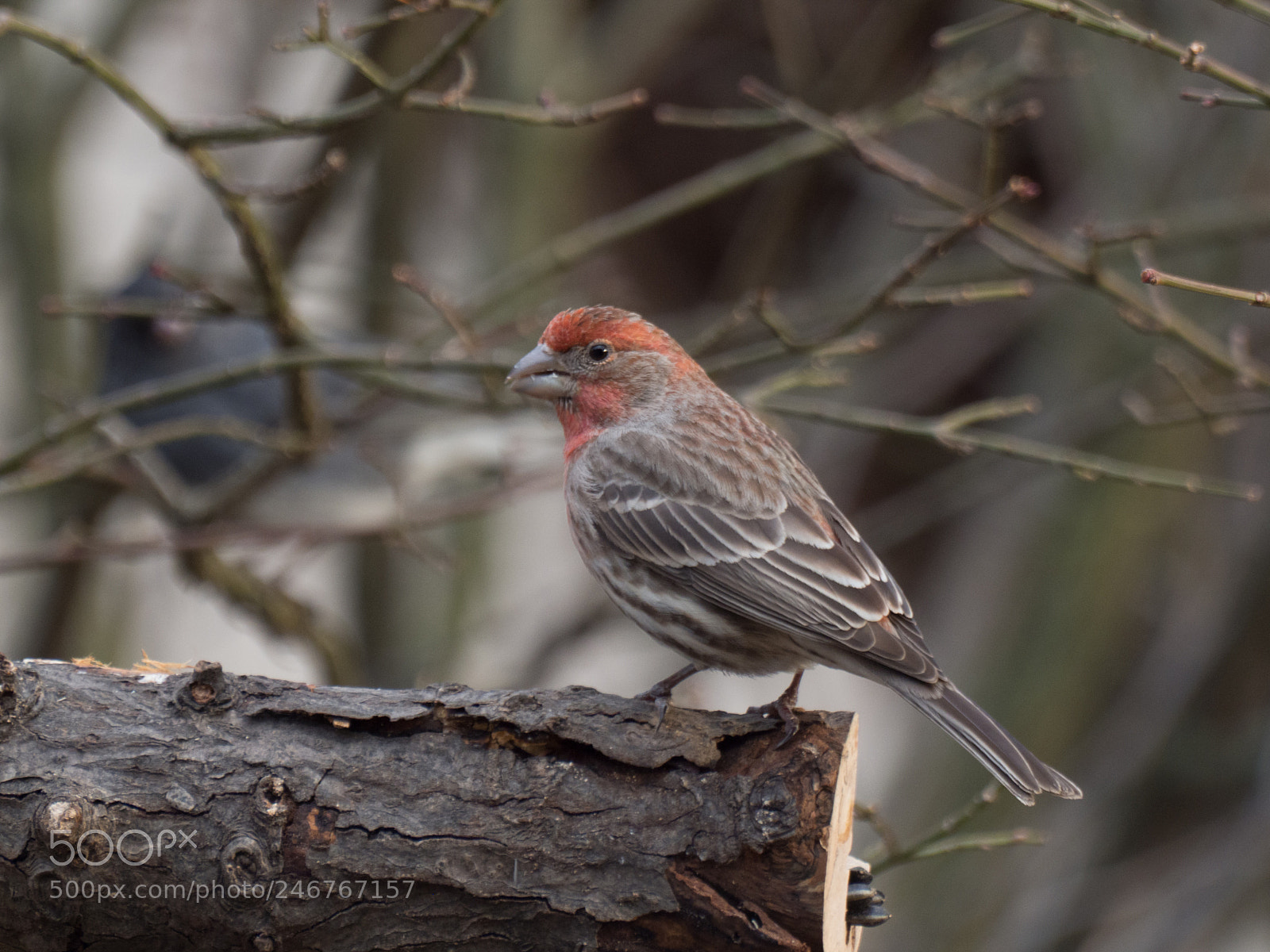 Olympus OM-D E-M1 Mark II sample photo. Bhp_birds_20170306_0365.jpg photography