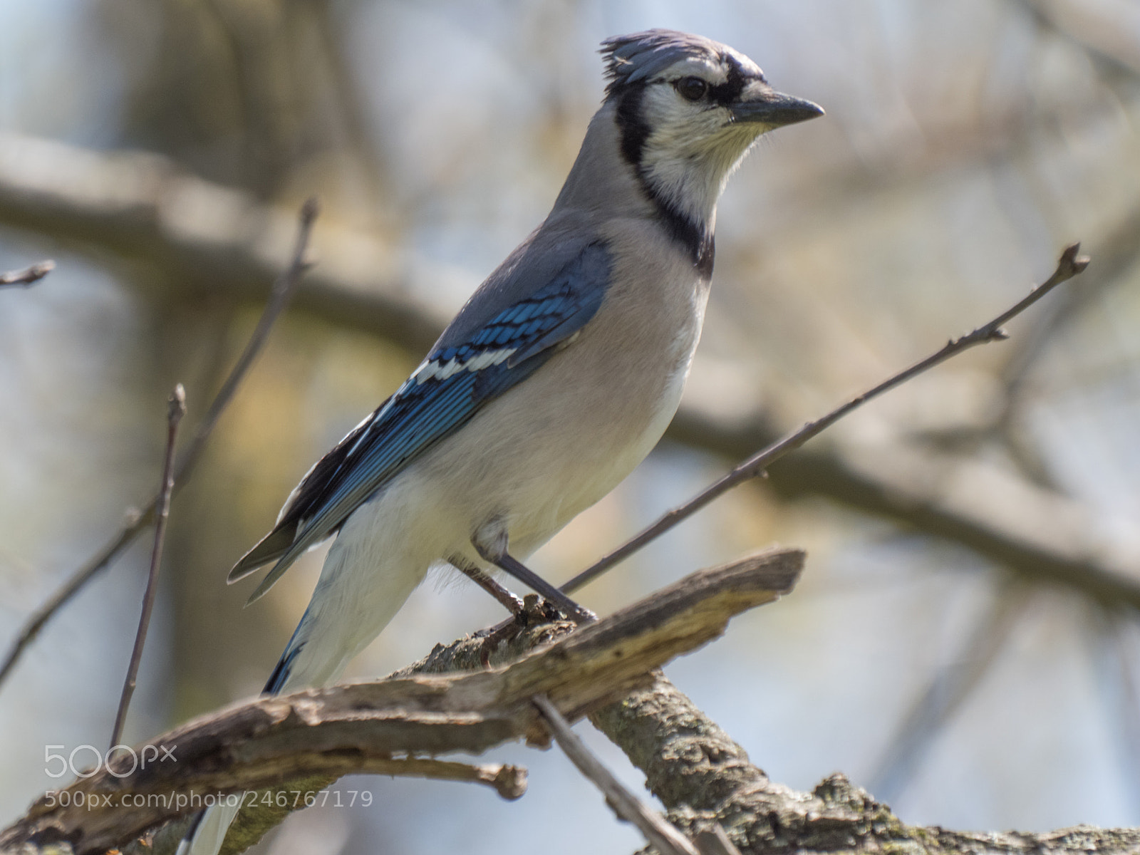 Olympus OM-D E-M1 Mark II sample photo. Bhp_birds_20170428_5378.jpg photography
