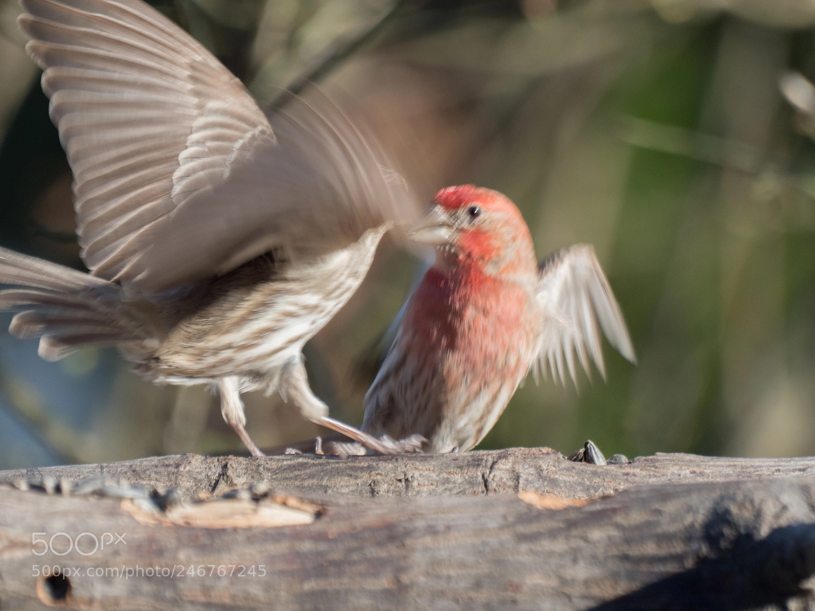 Olympus OM-D E-M1 Mark II sample photo. Bhp_birds_20170412_4369.jpg photography