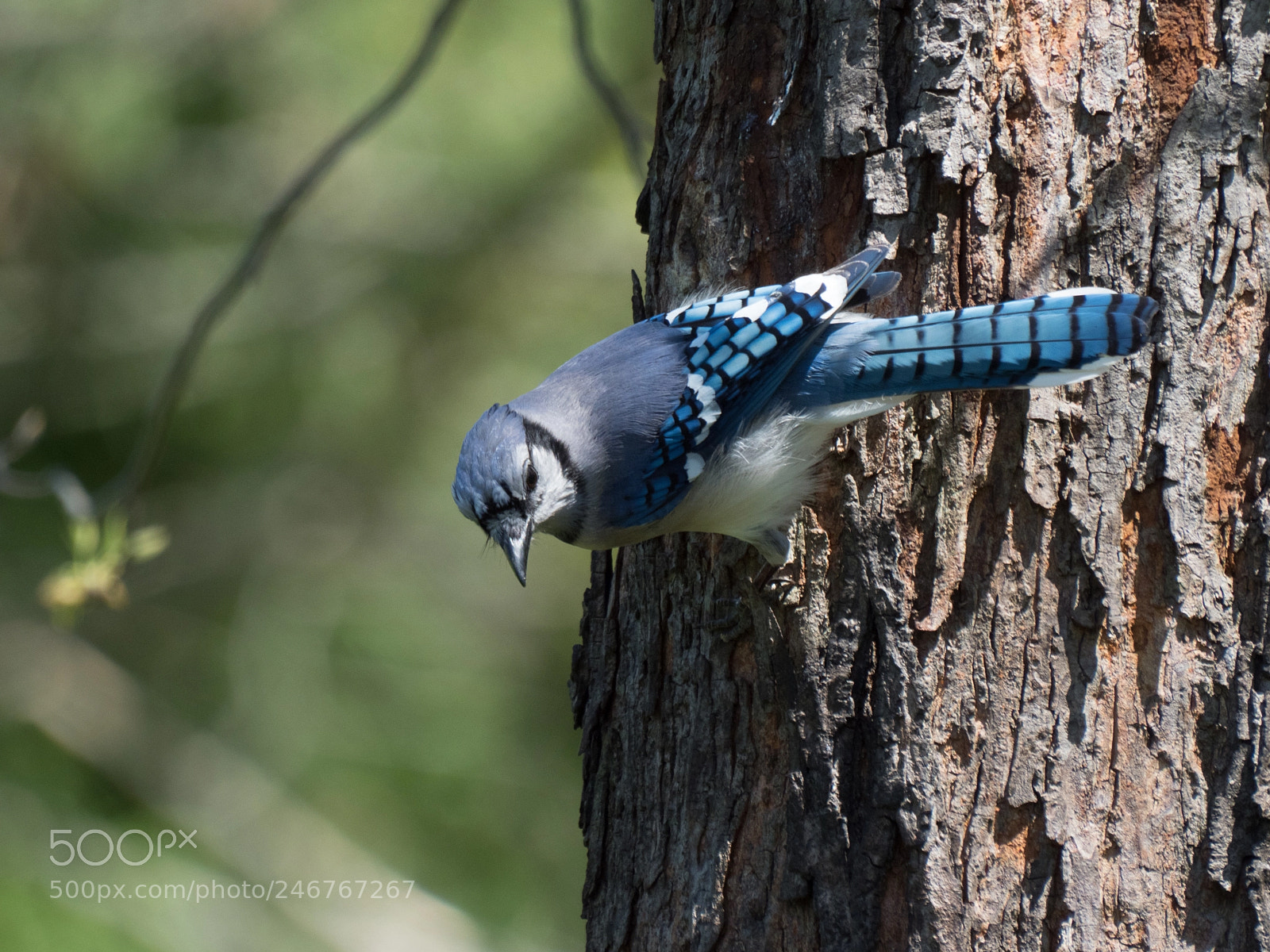Olympus OM-D E-M1 Mark II sample photo. Bhp_birds_20170428_5038.jpg photography