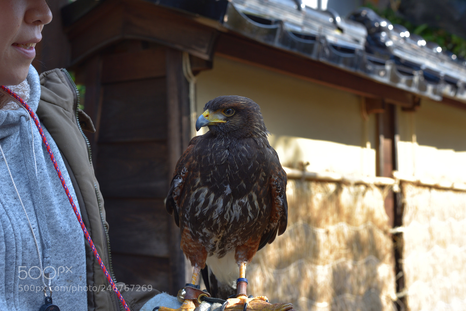 Nikon D750 + Nikon AF-S Nikkor 50mm F1.8G sample photo. 女鷹匠に出会う。 photography