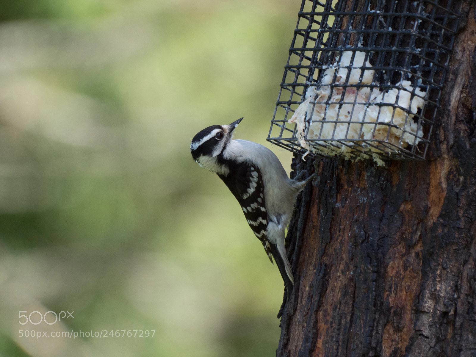 Olympus OM-D E-M1 Mark II sample photo. Bhp_birds_20170428_5188.jpg photography
