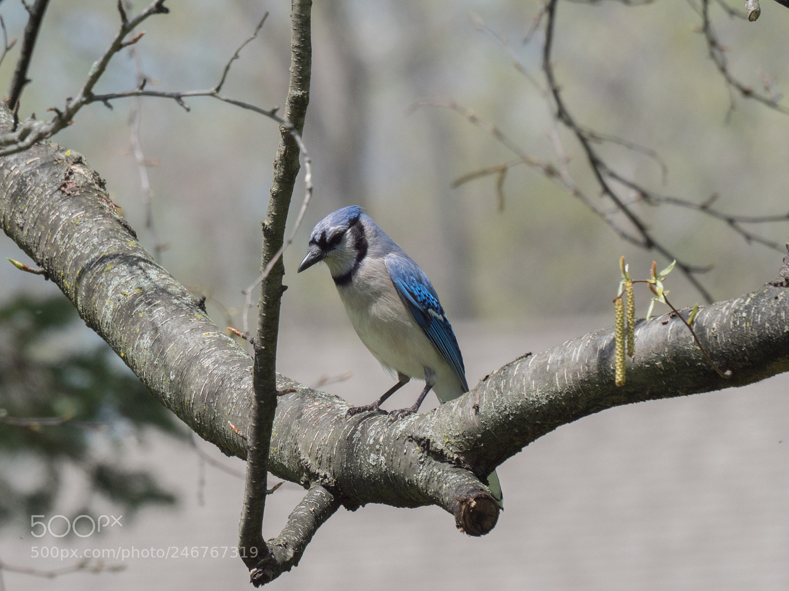 Olympus OM-D E-M1 Mark II sample photo. Bhp_birds_20170428_5423.jpg photography
