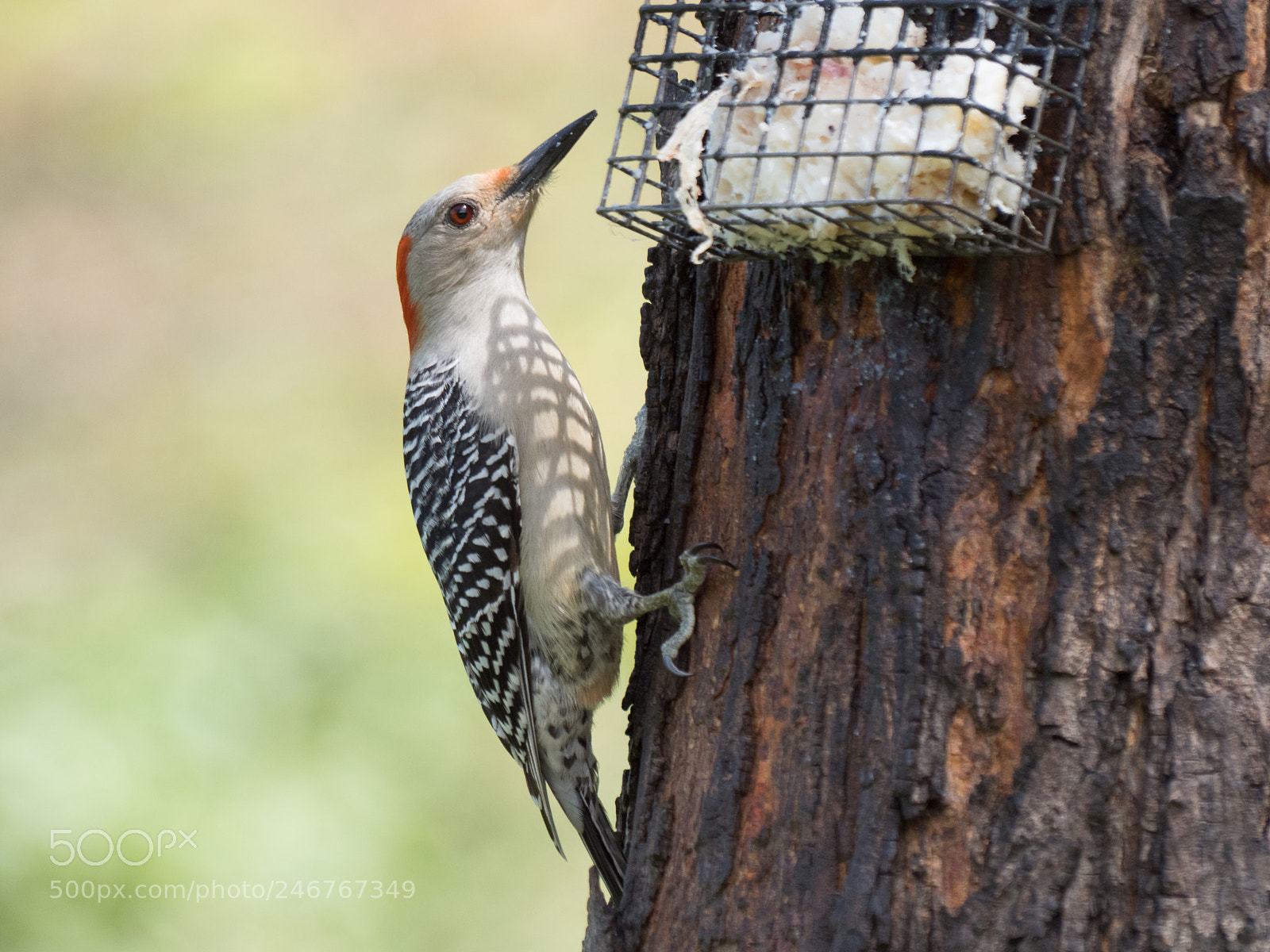 Olympus OM-D E-M1 Mark II sample photo. Bhp_birds_20170428_5555.jpg photography