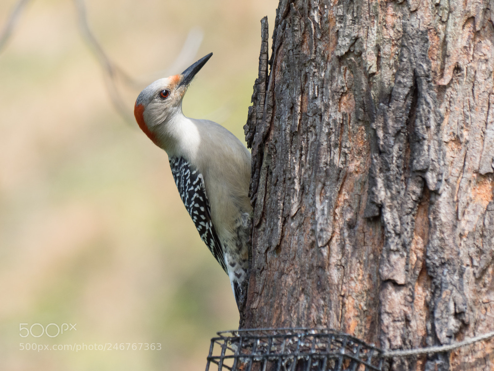 Olympus OM-D E-M1 Mark II sample photo. Bhp_birds_20170428_5617.jpg photography