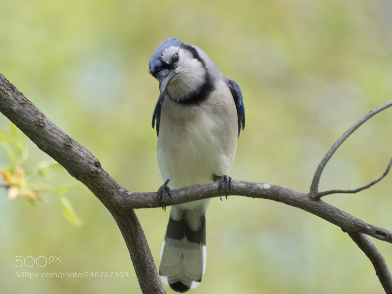 Olympus OM-D E-M1 Mark II sample photo. Bhp_birds_20170428_5643.jpg photography