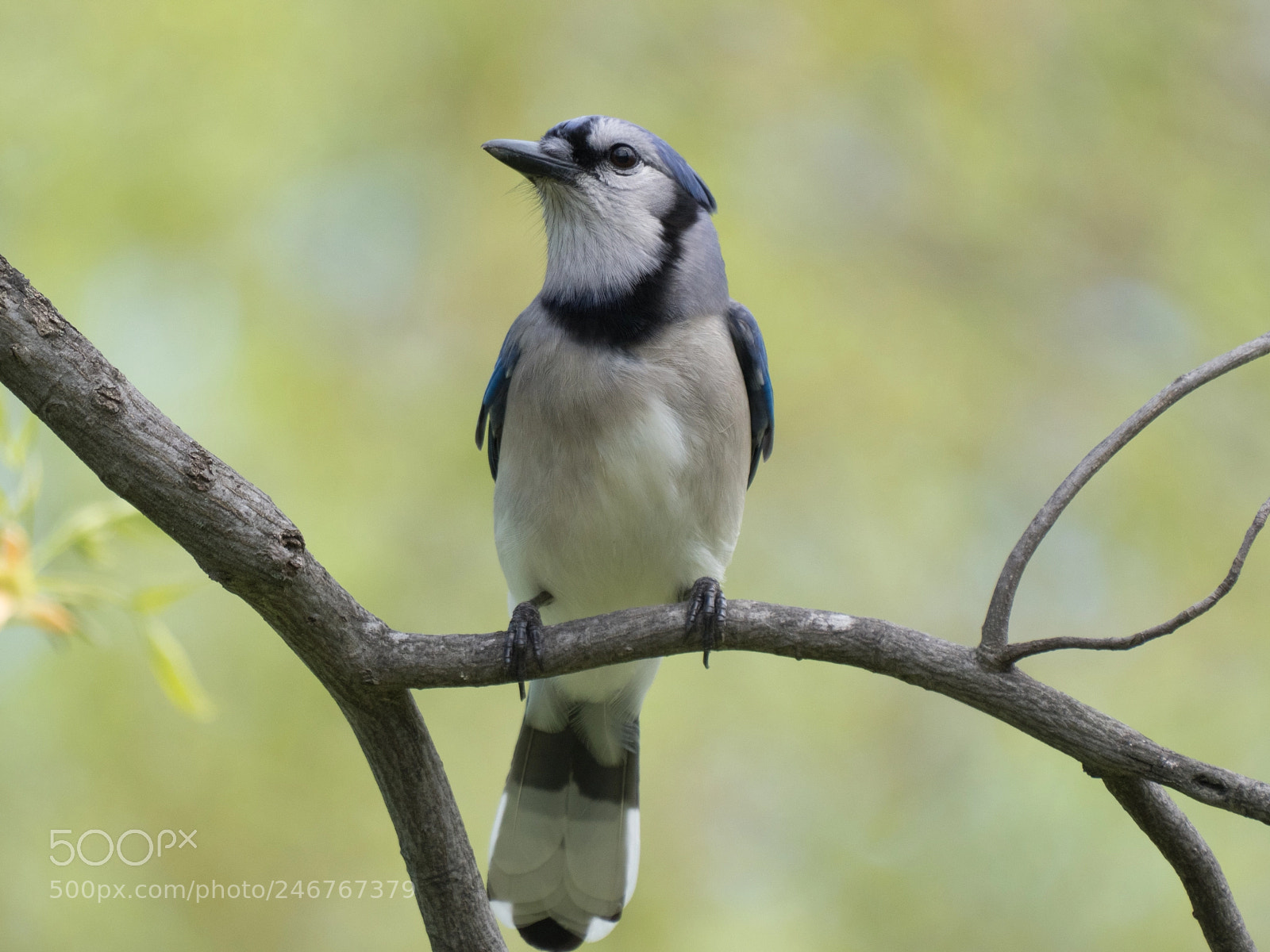Olympus OM-D E-M1 Mark II sample photo. Bhp_birds_20170428_5663.jpg photography