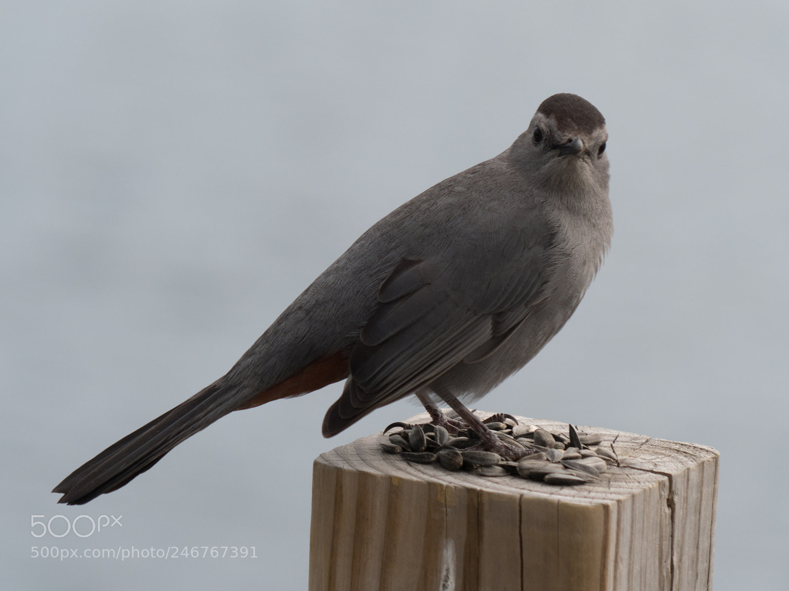 Olympus OM-D E-M1 Mark II sample photo. Bhp_birds_20170504_5851.jpg photography