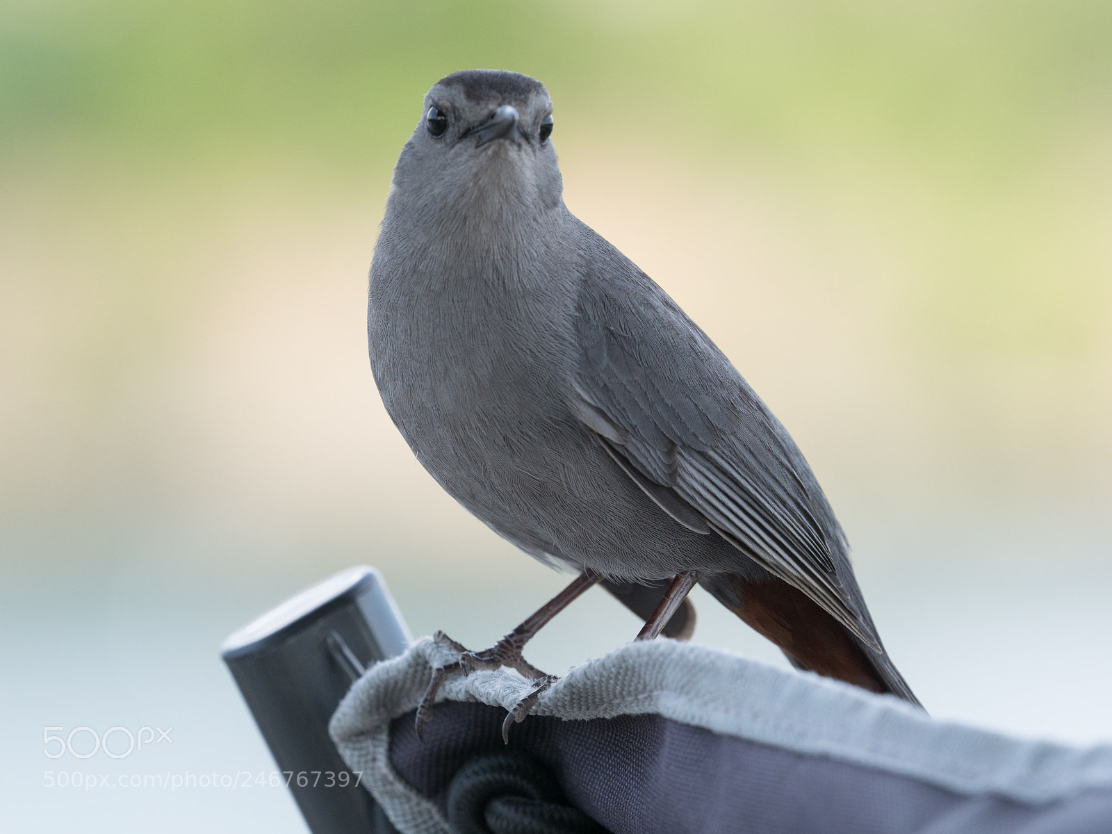 Olympus OM-D E-M1 Mark II sample photo. Bhp_birds_20170519_8632.jpg photography