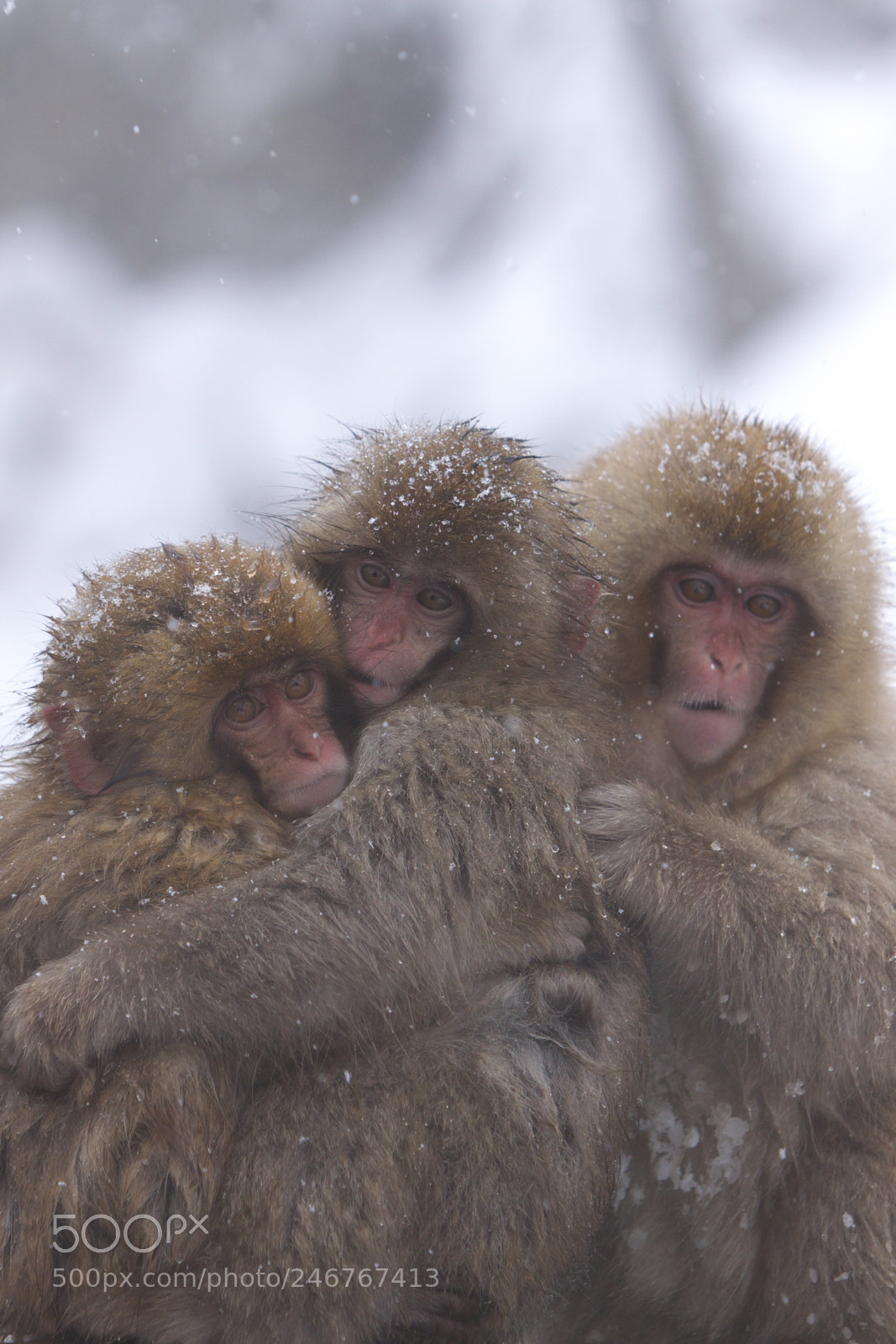Canon EOS 50D sample photo. Threesome babies in winter photography