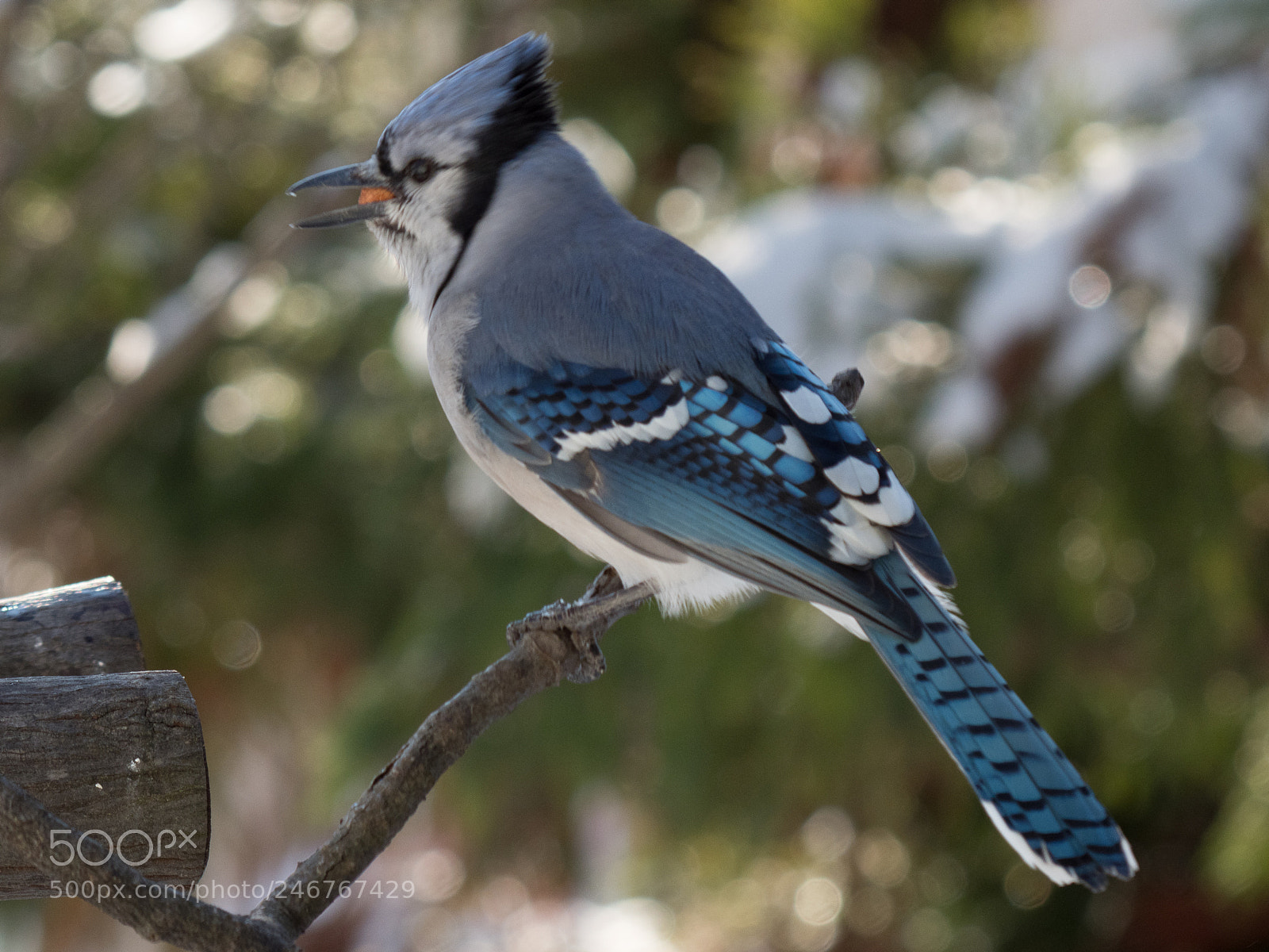 Olympus OM-D E-M1 Mark II sample photo. Bhp_birds_20171210_7045.jpg photography
