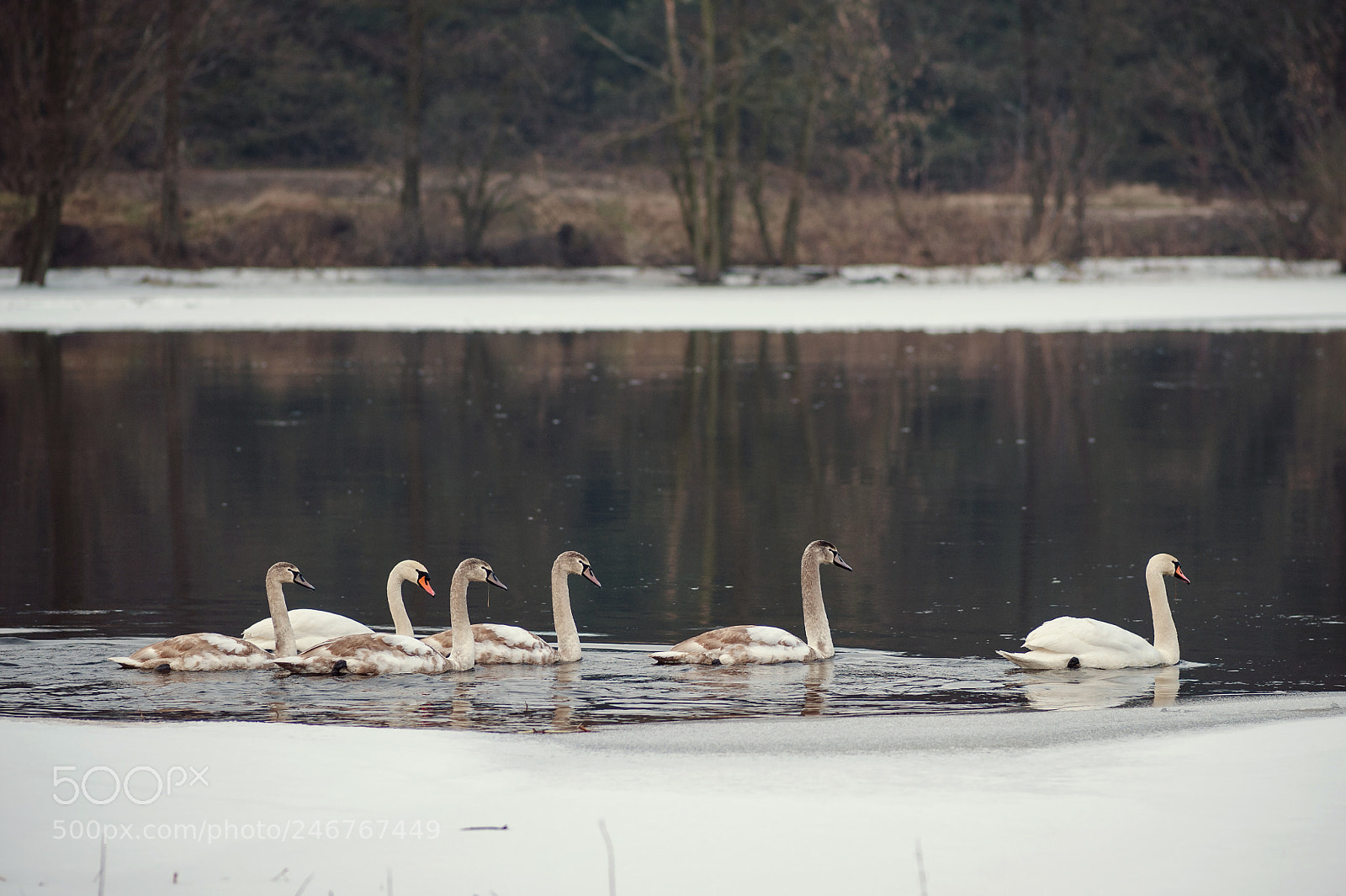 Nikon D700 sample photo. Swan photography