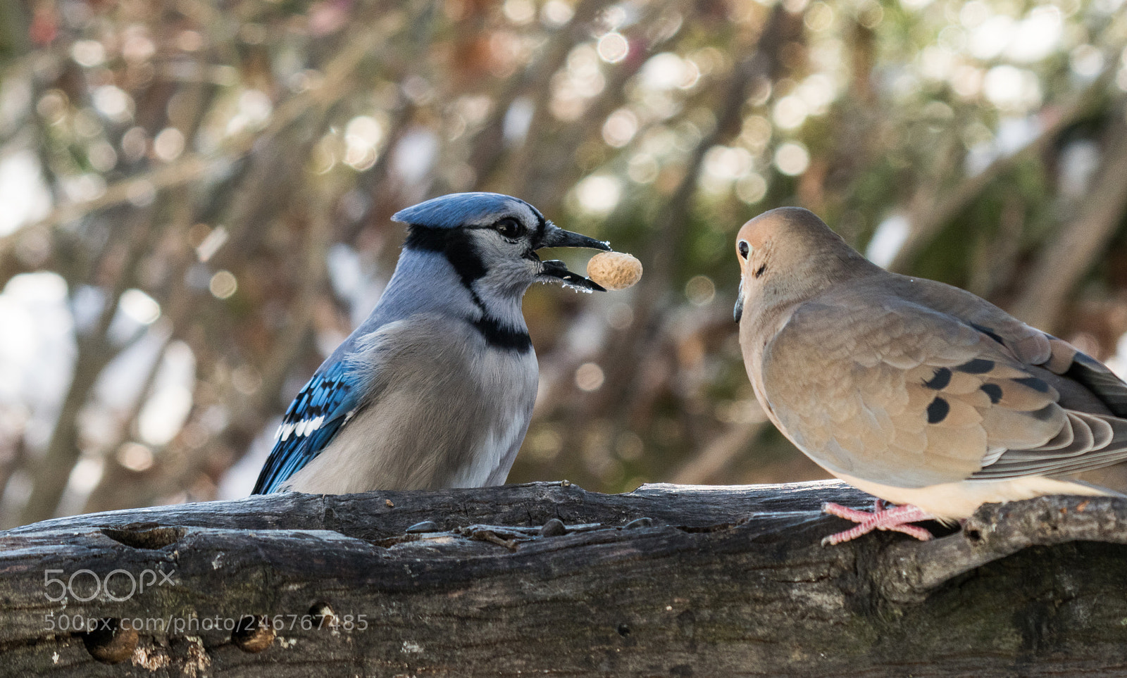 Olympus OM-D E-M1 Mark II sample photo. Bhp_birds_20171210_7124.jpg photography