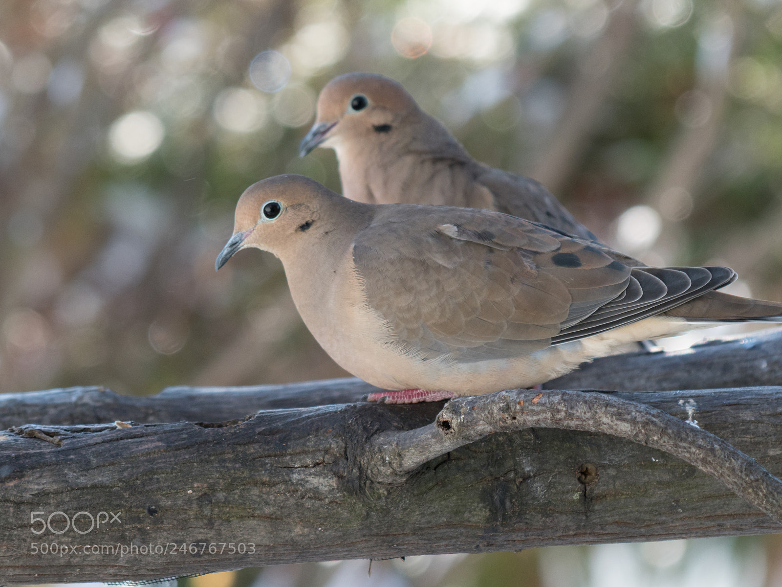 Olympus OM-D E-M1 Mark II sample photo. Bhp_birds_20171210_7102.jpg photography