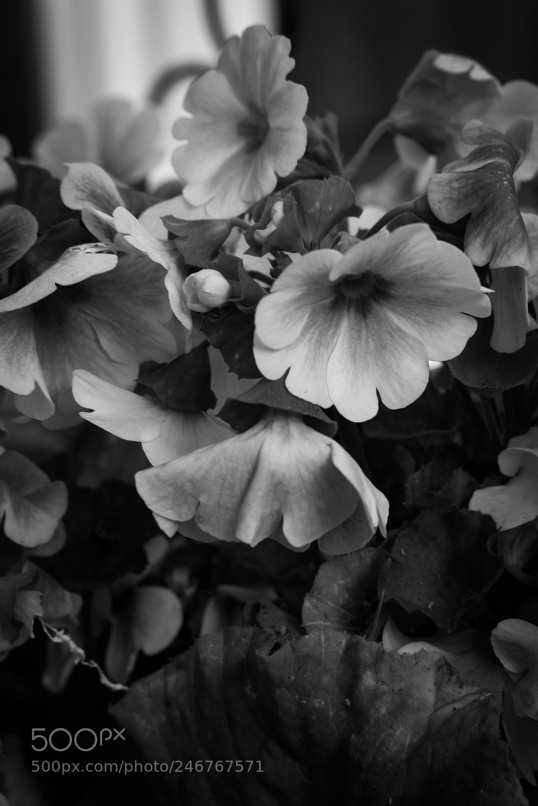 Fujifilm X-Pro2 sample photo. Flowers photography