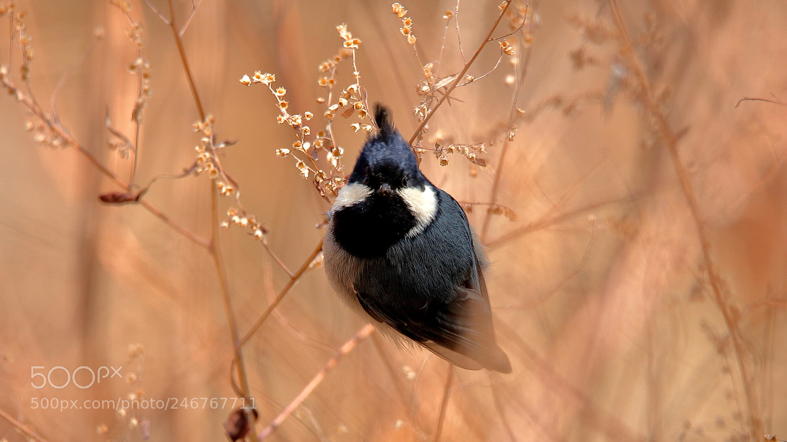 Canon EOS 5DS sample photo. Untitled photography