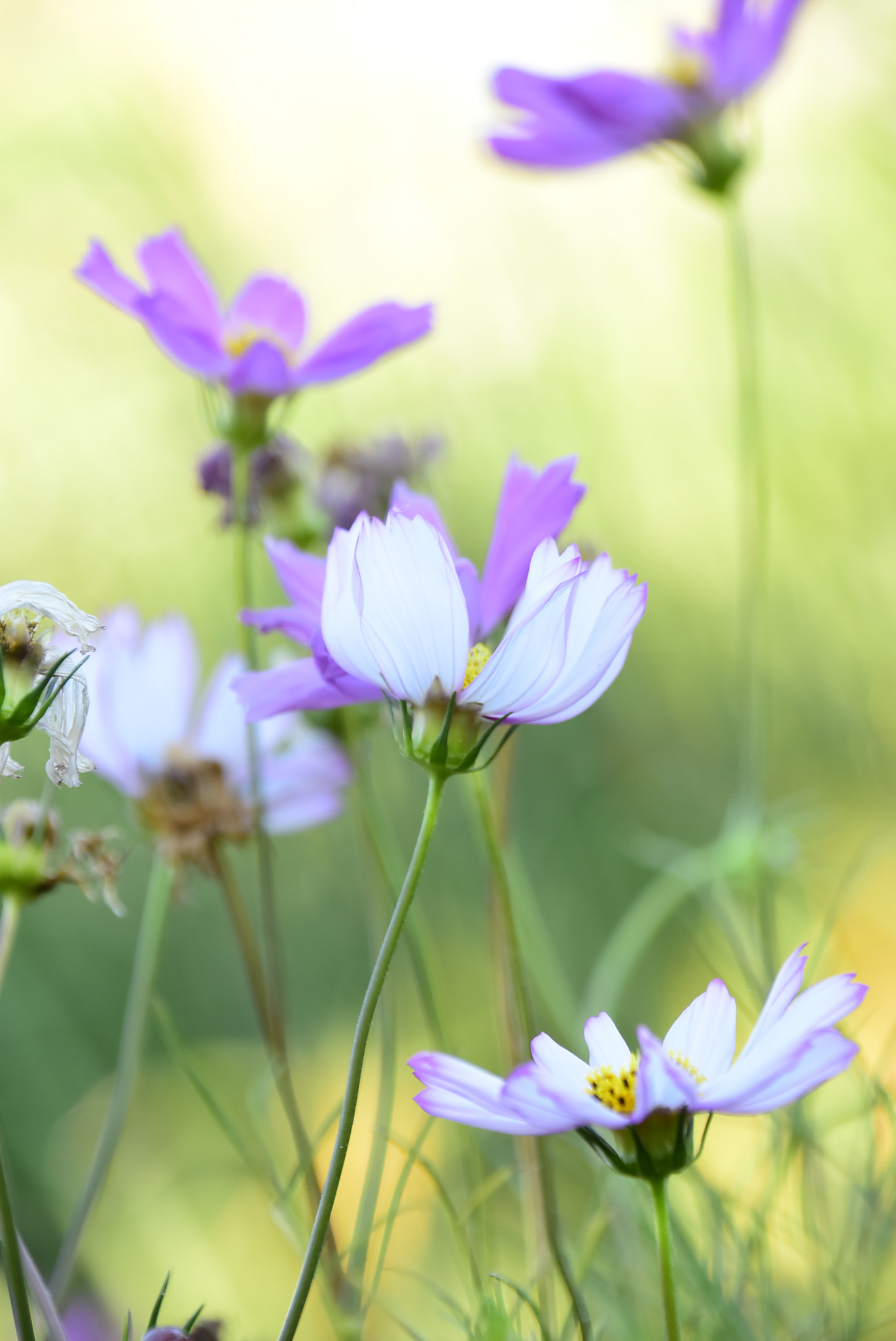 Nikon D7200 sample photo. 桑格花 photography