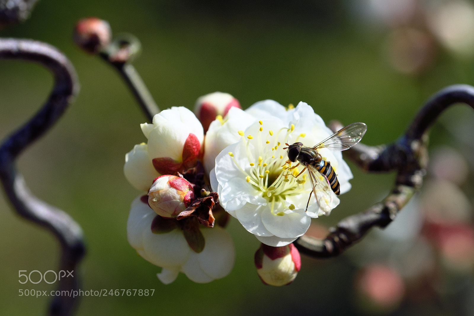 Fujifilm X-T2 sample photo. Spring job photography