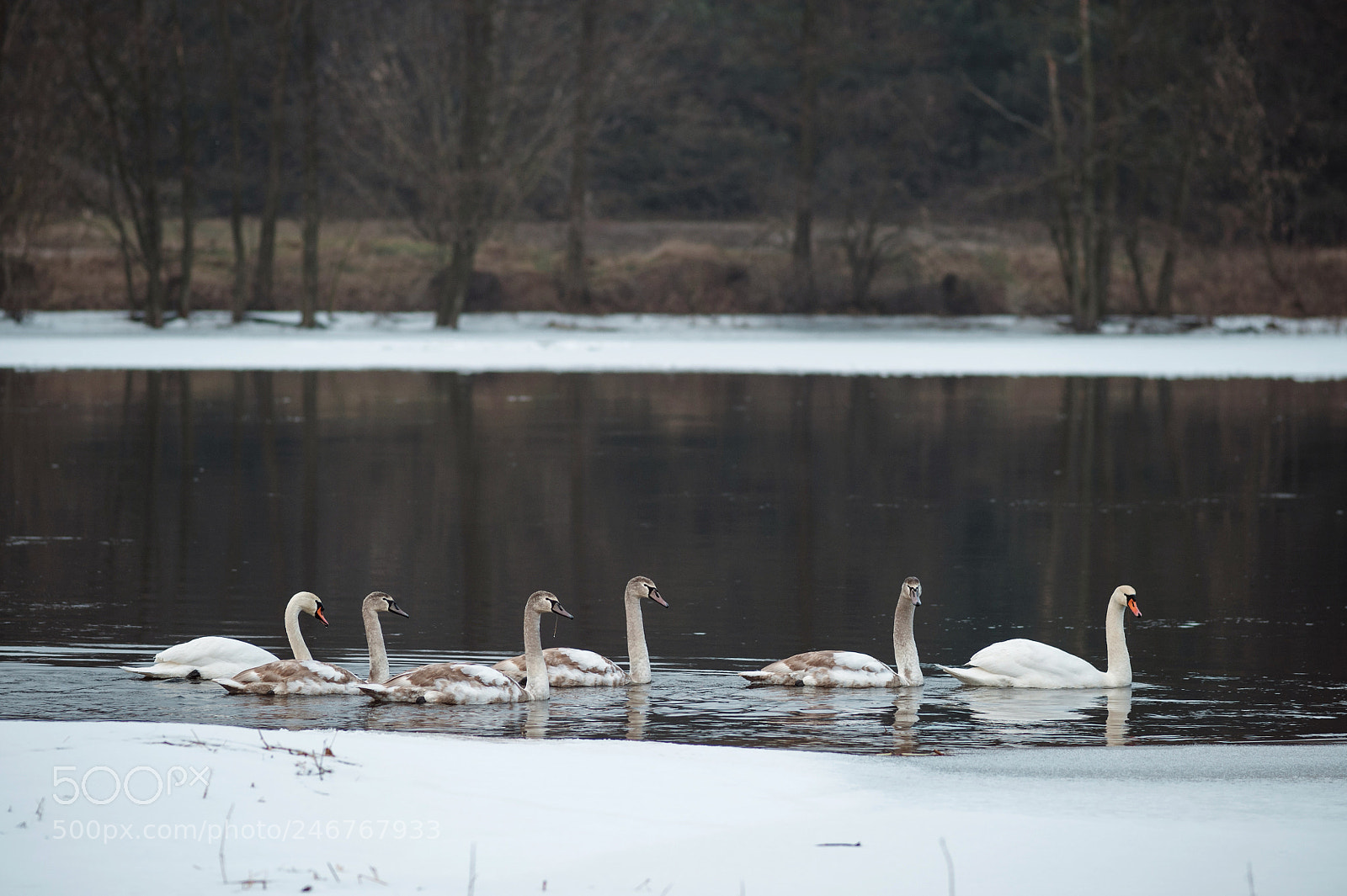 Nikon D700 sample photo. Swans photography