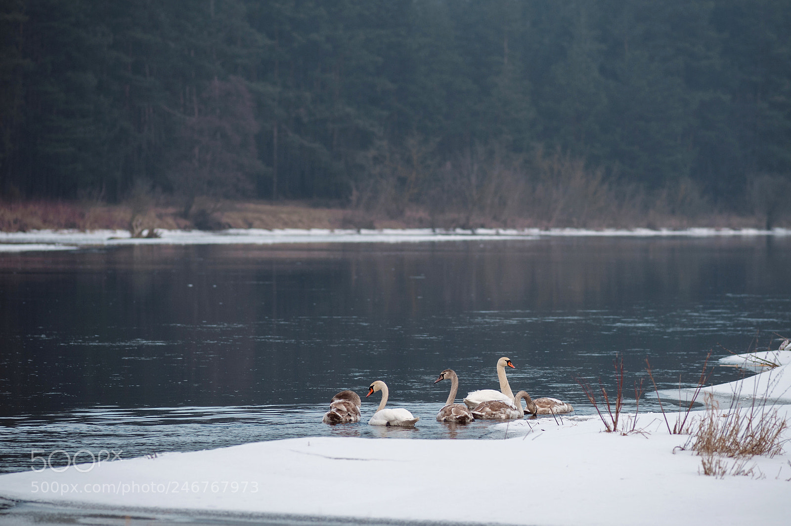 Nikon D700 sample photo. Swans photography
