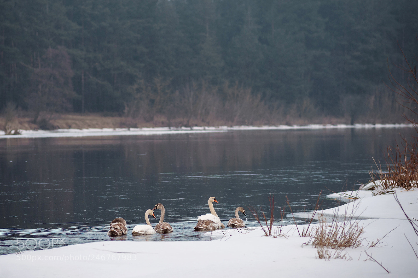 Nikon D700 sample photo. Swans photography