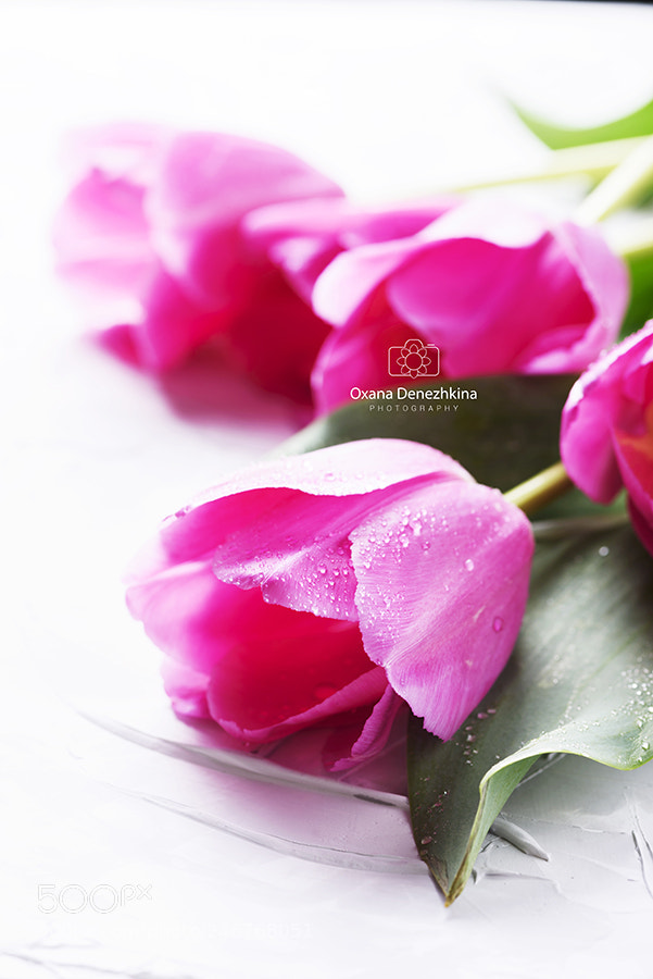 Nikon D750 sample photo. Amazing pink tulips on photography