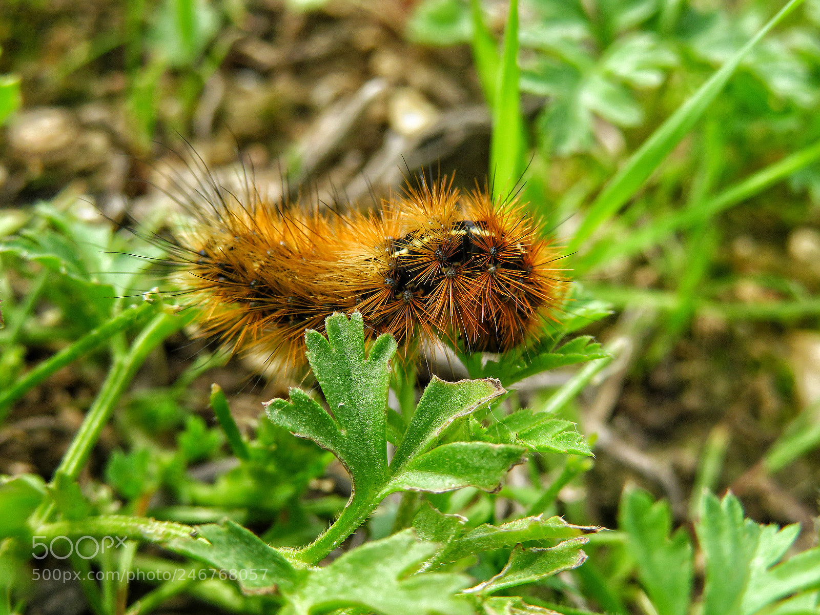 Canon PowerShot SX720 HS sample photo. Untitled photography