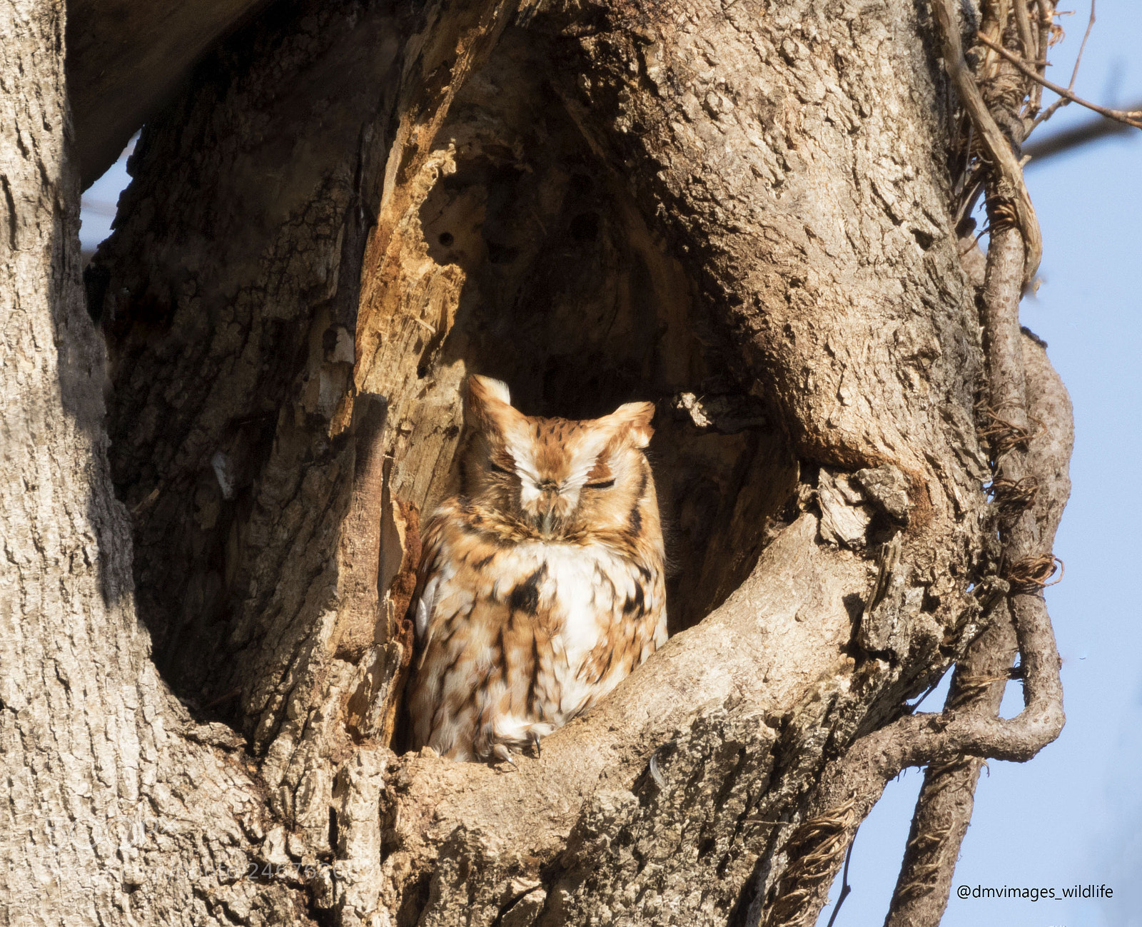 Canon EOS 7D Mark II sample photo. Eastern screech owl photography