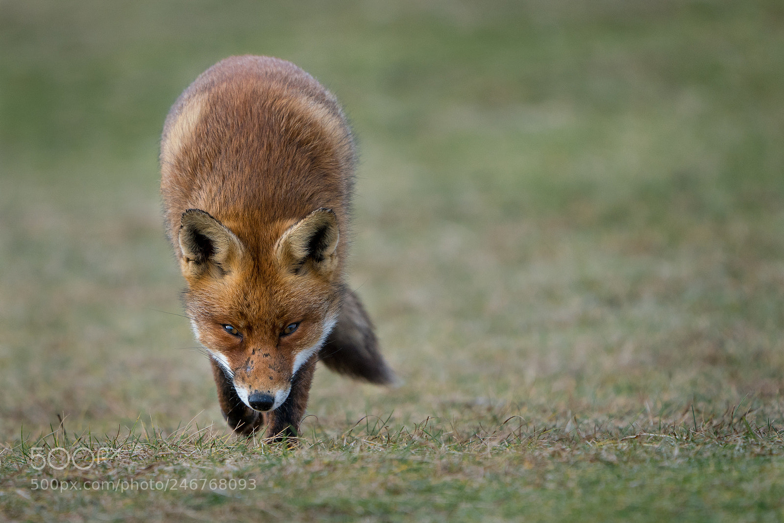 Sony a7R III sample photo. Approaching the photographer.... photography