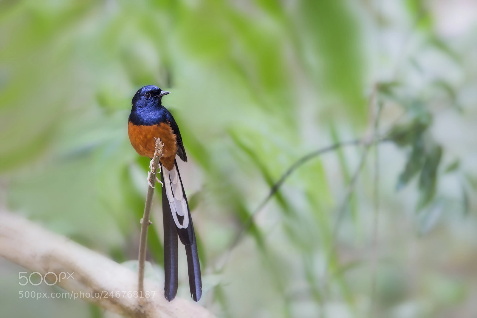 Nikon D4 sample photo. White-rumped shama (m) photography