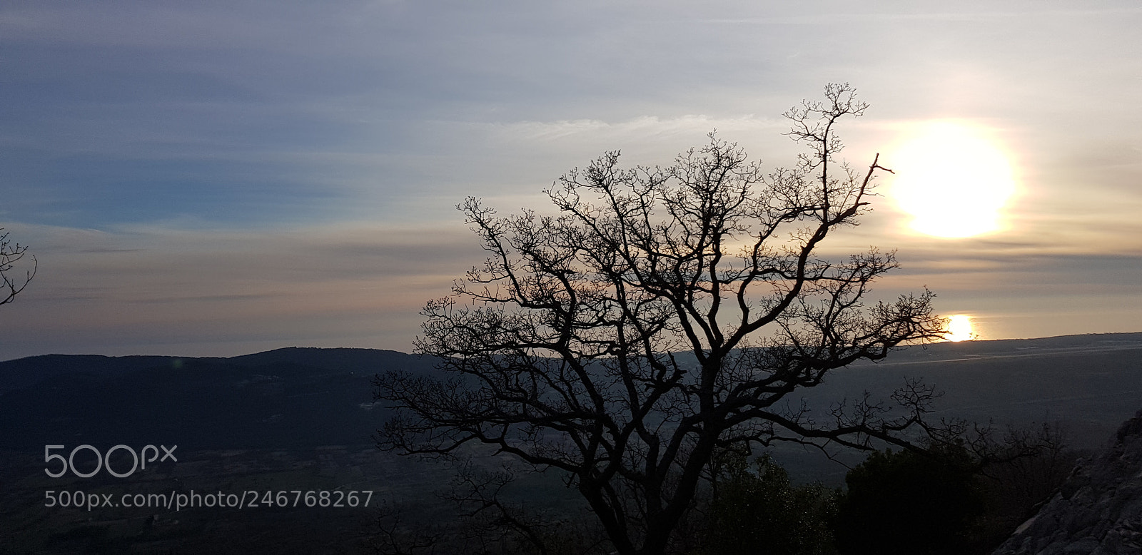Samsung Galaxy S8+ sample photo. Tree trough photography