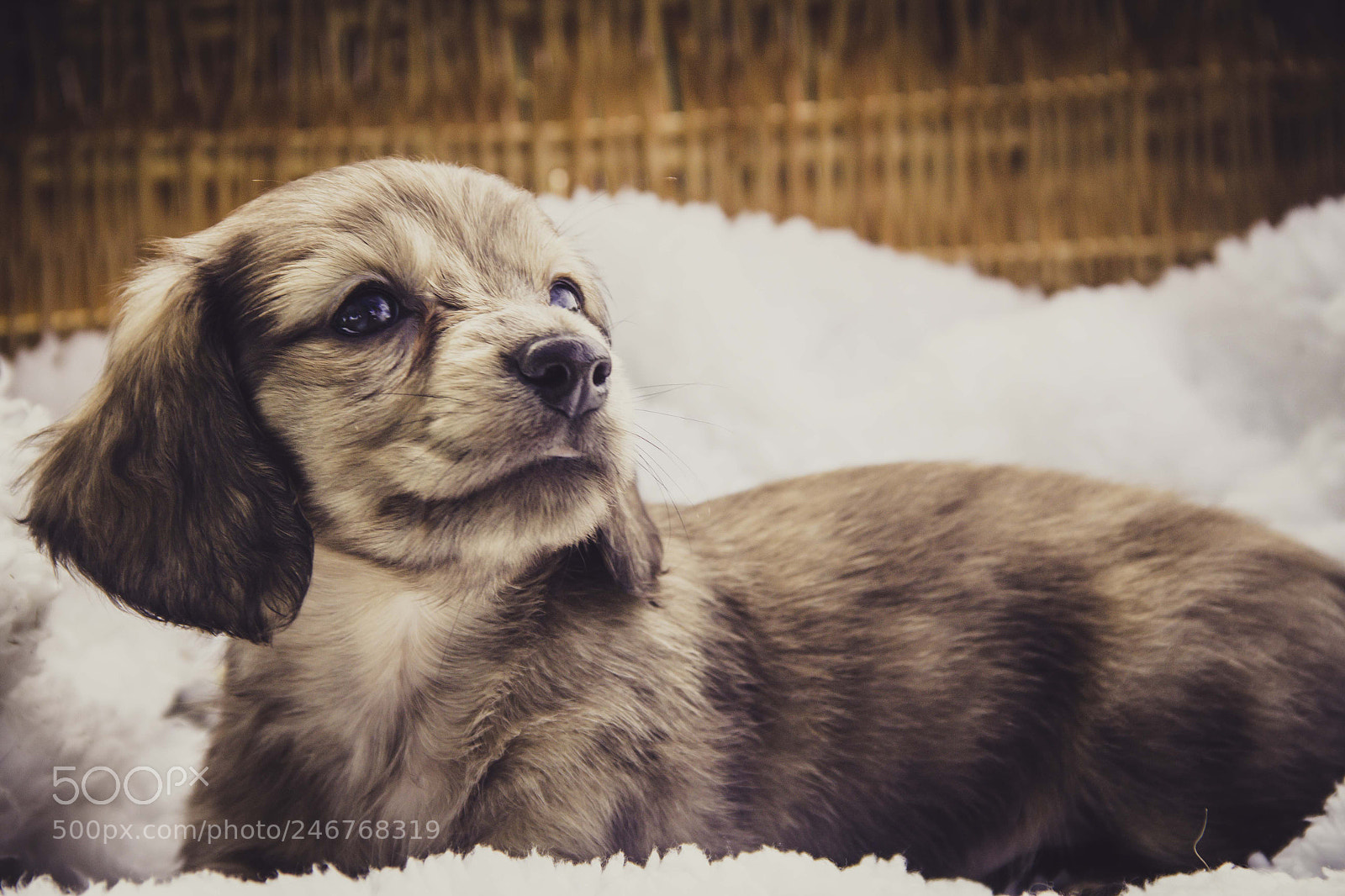 Canon EOS 60D sample photo. Angel photography