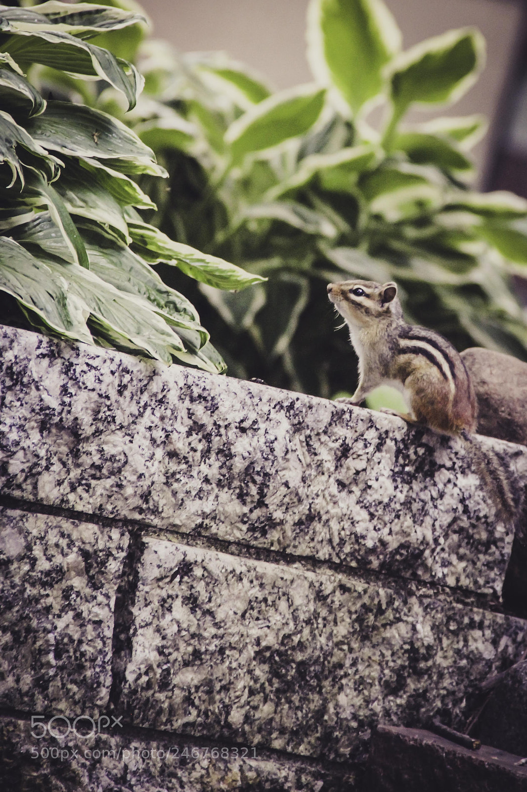 Canon EOS 60D sample photo. Wild life photography