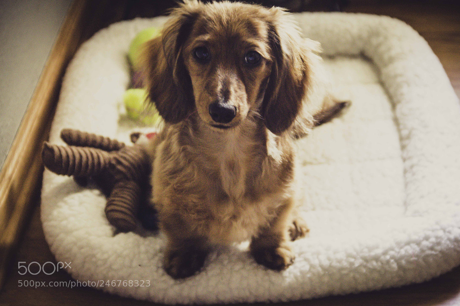 Canon EOS 60D sample photo. My pet photography