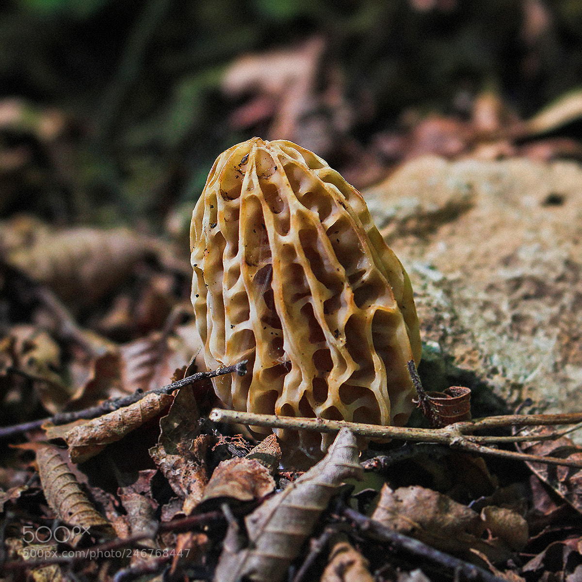 Canon EOS 700D (EOS Rebel T5i / EOS Kiss X7i) sample photo. Morchella photography