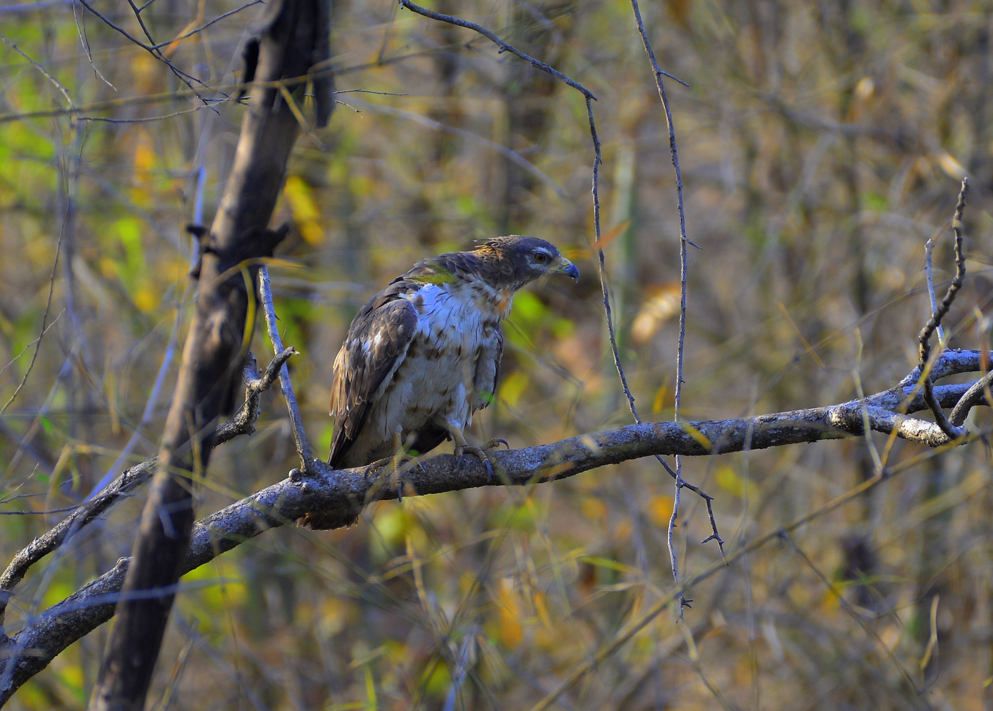Nikon D800 sample photo. Crested hawk eagle photography