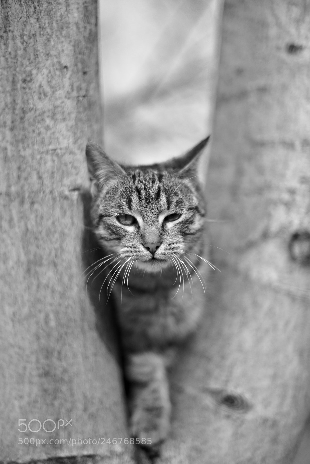 Nikon D810 sample photo. Untitled photography