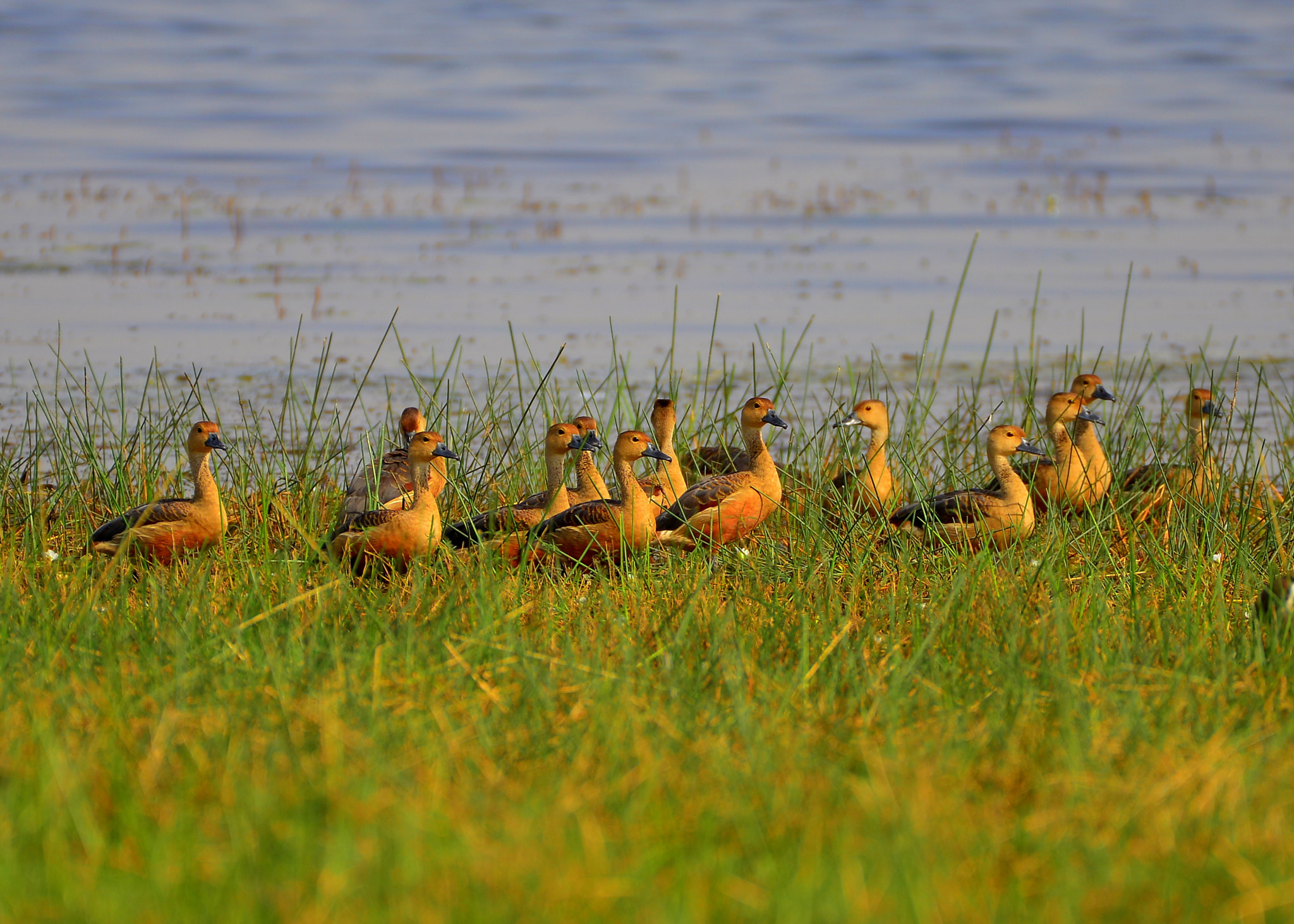Nikon D800 sample photo. Lesser whistling duck photography