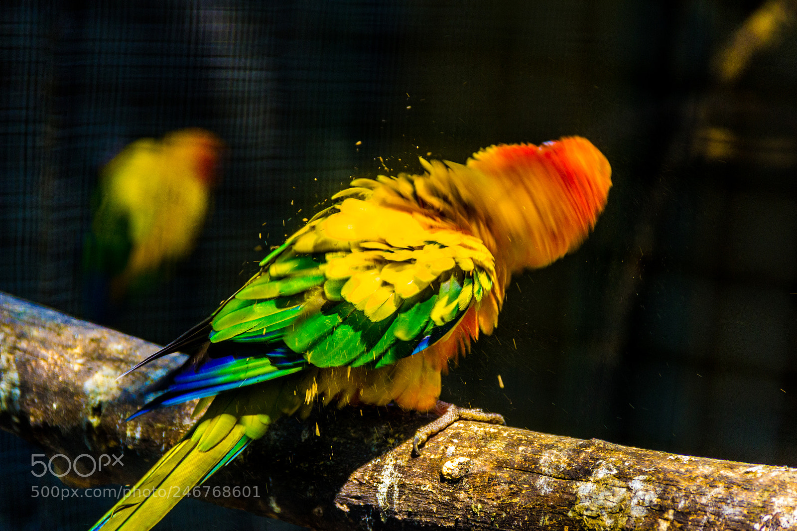 Canon EOS 600D (Rebel EOS T3i / EOS Kiss X5) sample photo. Parrot photography