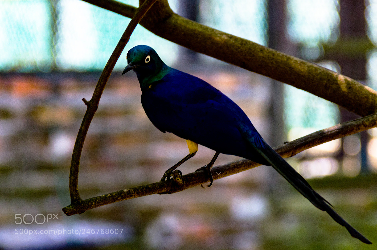 Canon EOS 600D (Rebel EOS T3i / EOS Kiss X5) sample photo. Violet bird photography